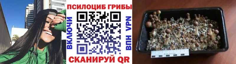 Псилоцибиновые грибы мицелий  Купить  Усть-Катав 